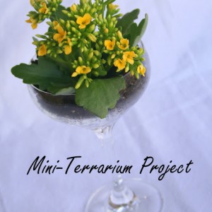 A Mini-Terrarium Project…