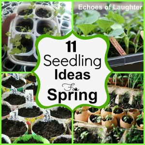 11 Seedling Ideas for Spring